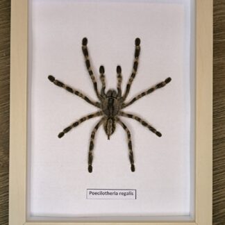 gablotka p.regalis