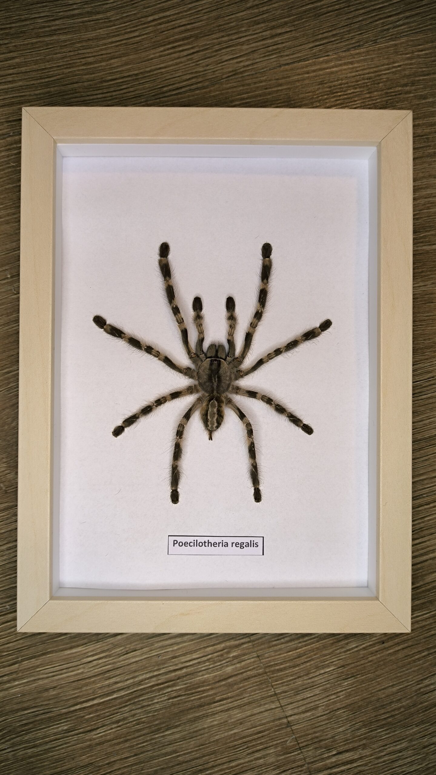gablotka p.regalis
