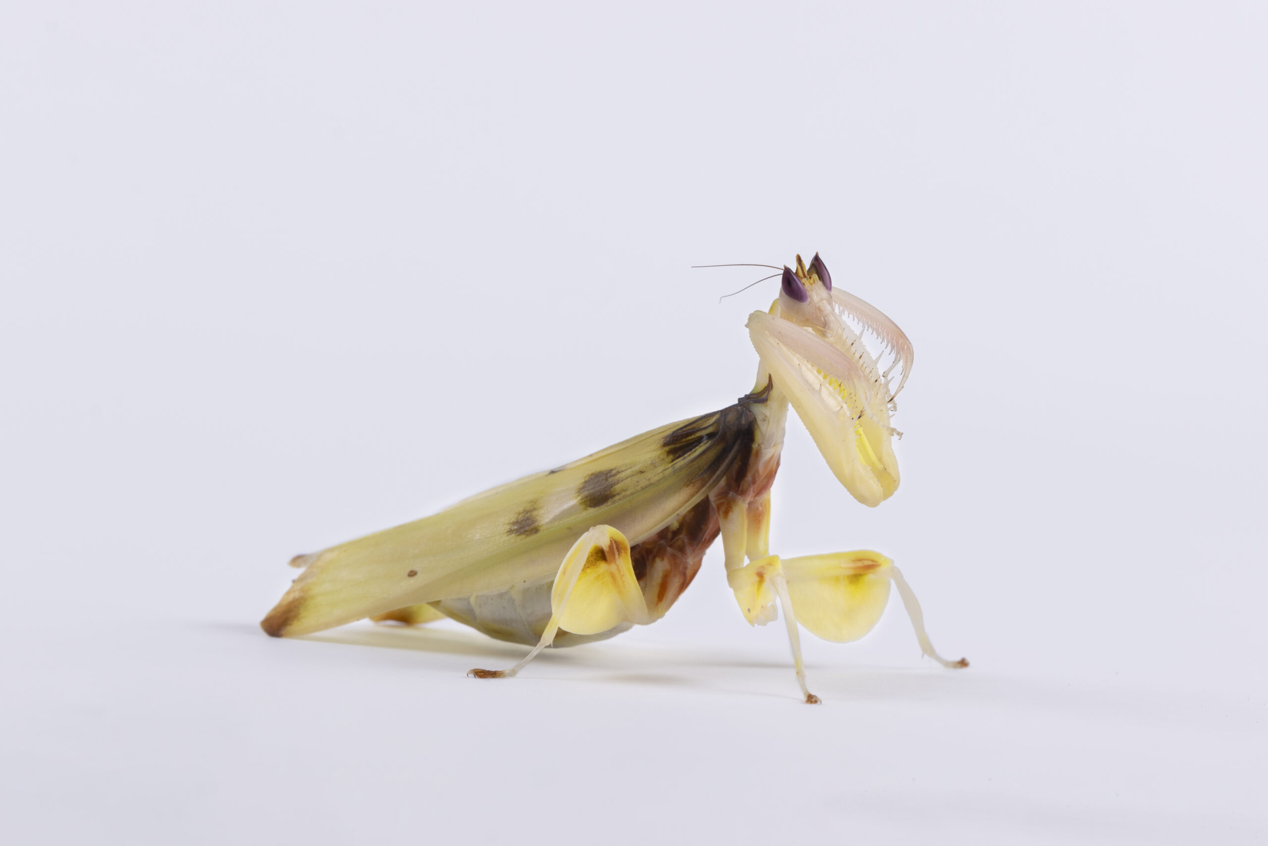 Hymenopus coronatus - modliszka storczykowa