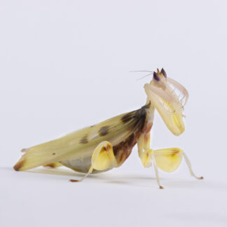 Creobroter sp. Yunnan modliszka