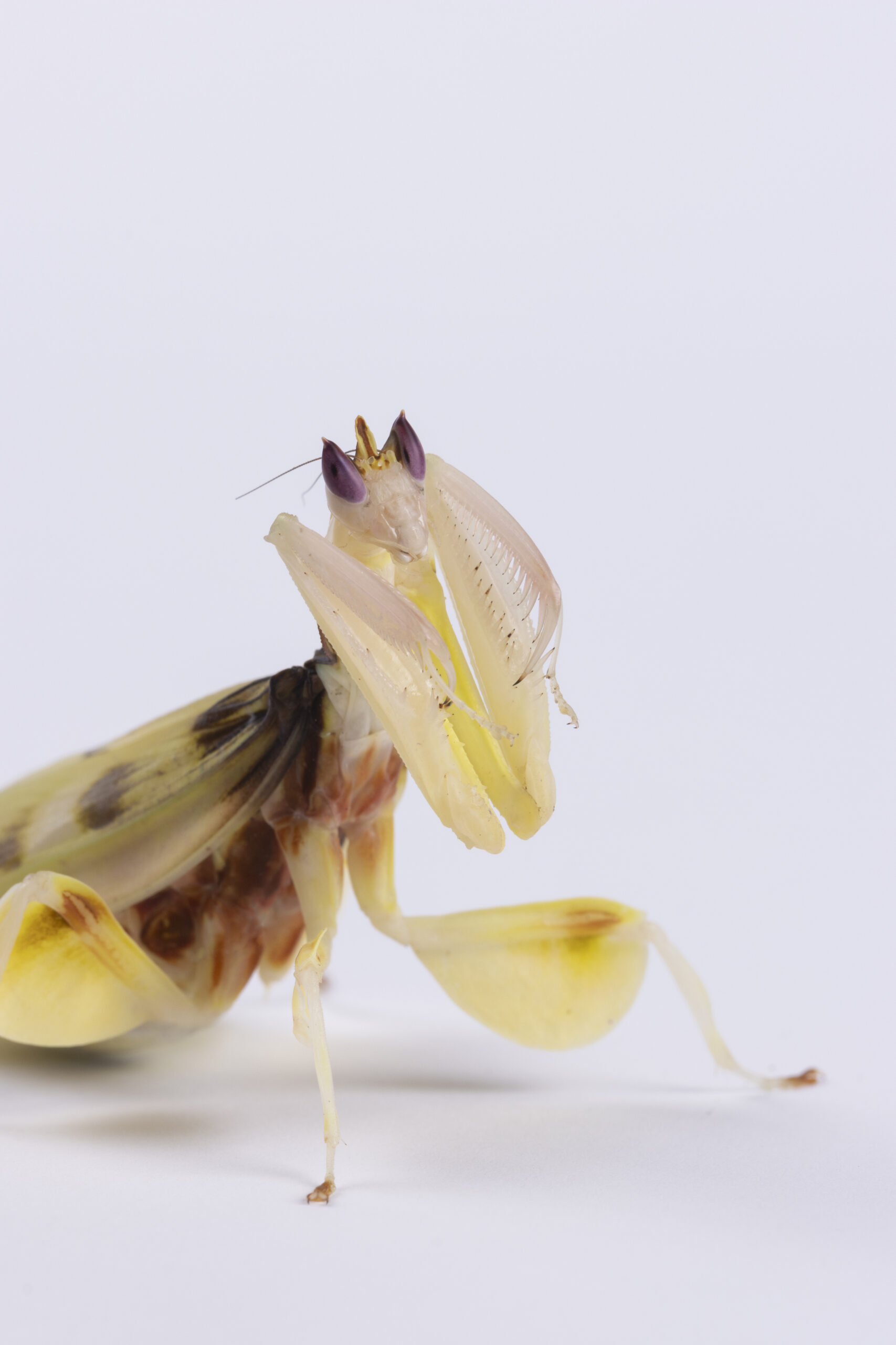 Hymenopus coronatus - modliszka storczykowa - obrazek 3