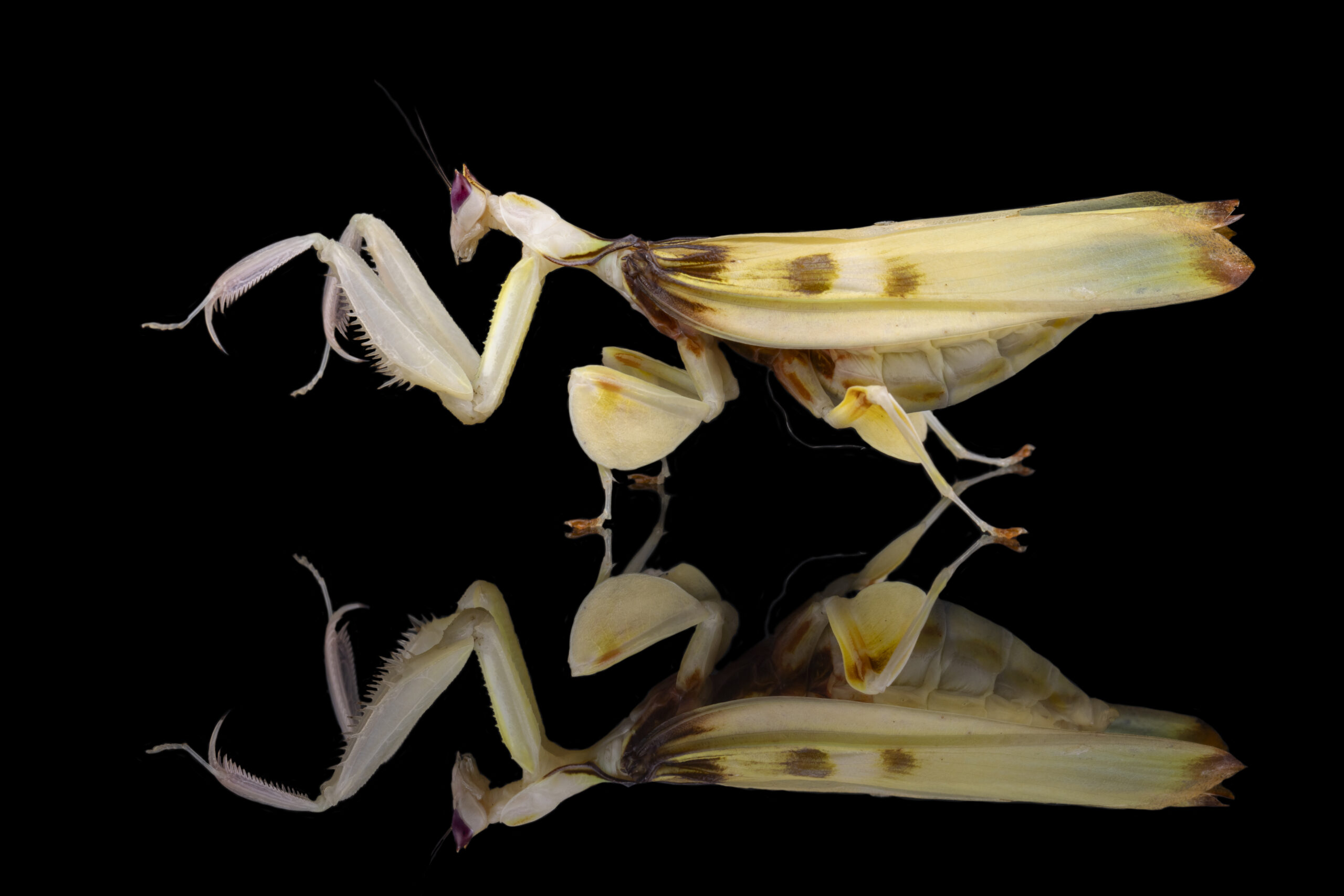 Hymenopus coronatus - modliszka storczykowa - obrazek 2
