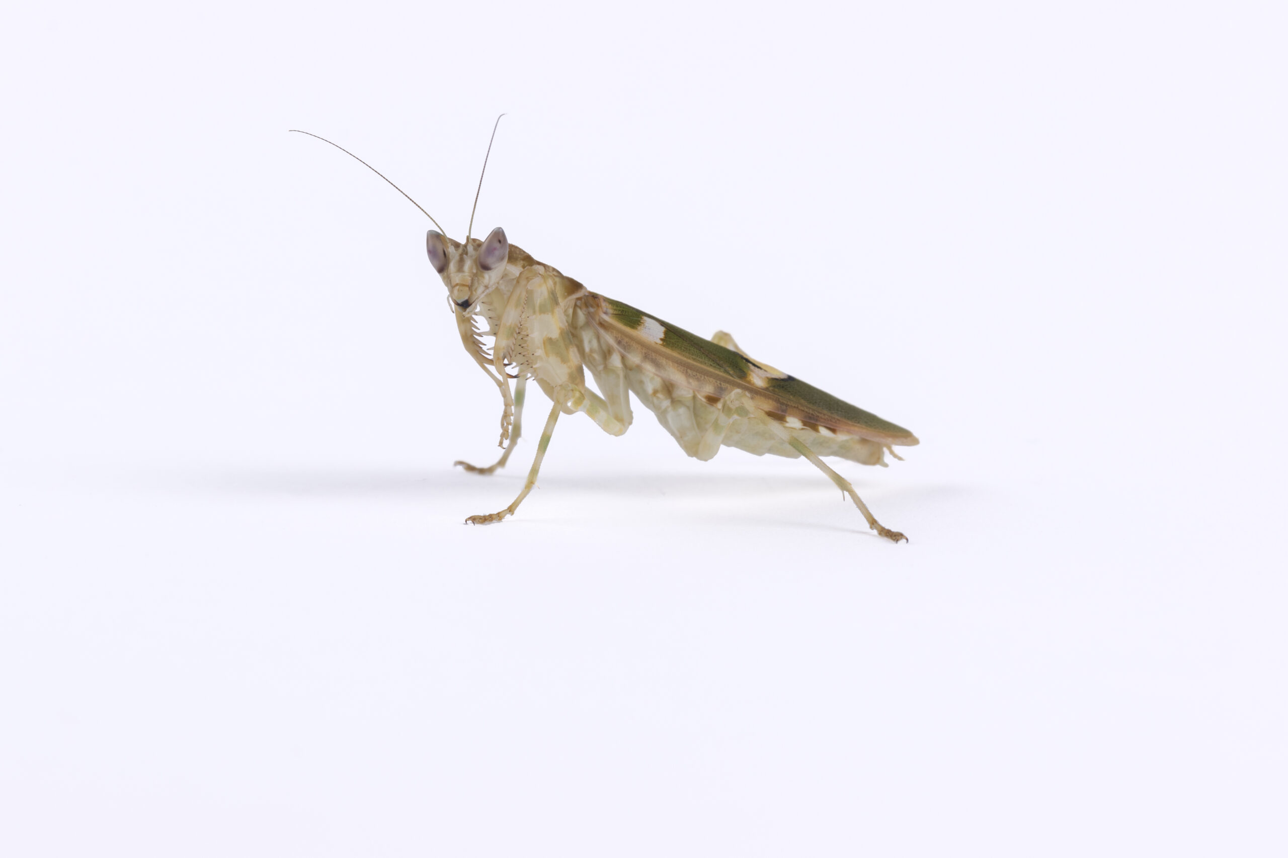 Creobroter sp. Yunnan modliszka - obrazek 3