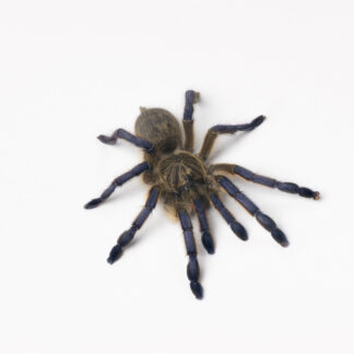 Monocentropus balfouri 4cm dc SAMICA