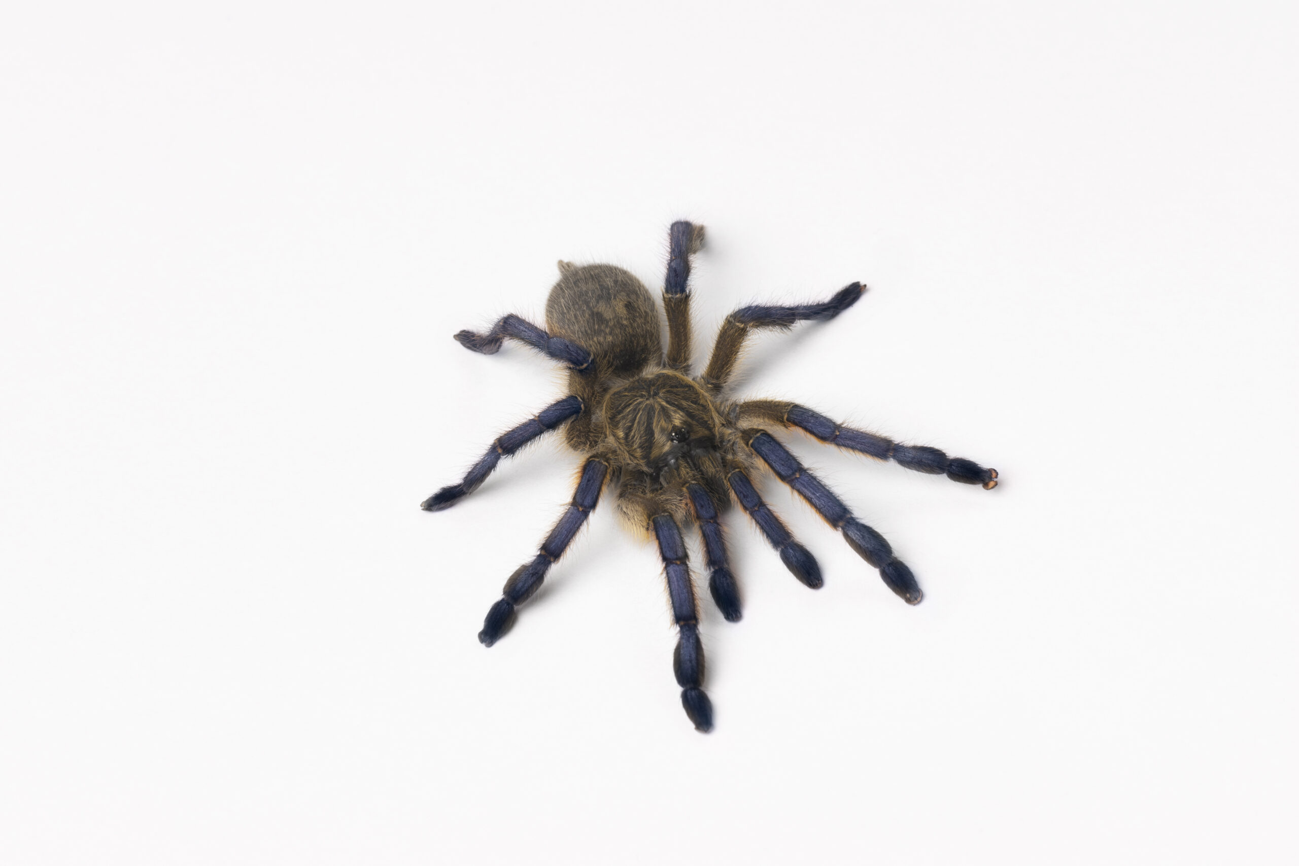 Monocentropus balfouri 4cm dc SAMICA