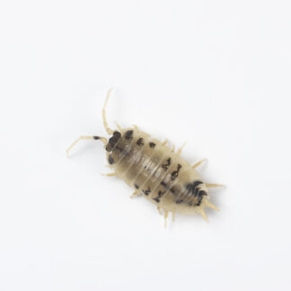 Porcellio laevis "dairy cow"