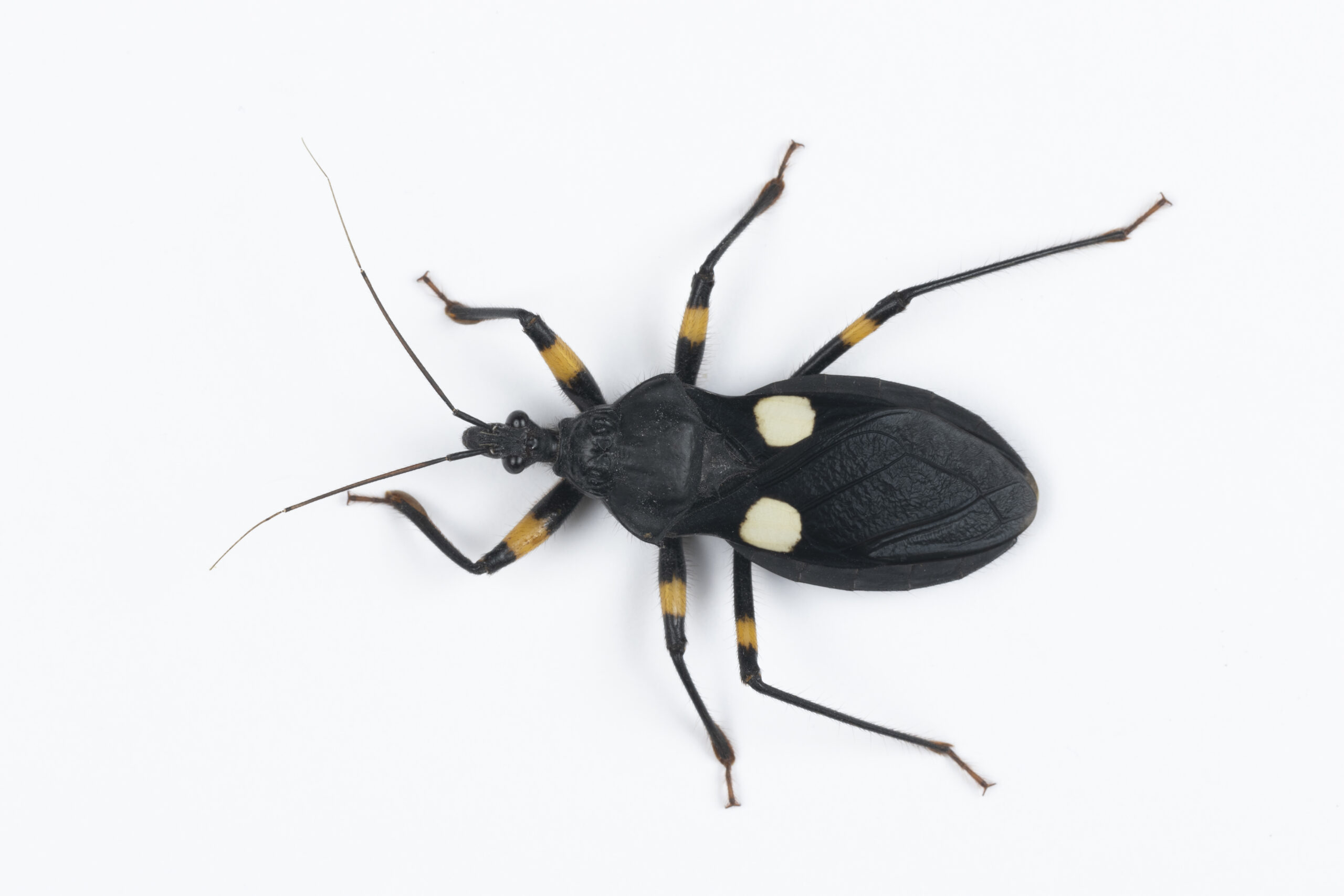 Platymeris biguttatus (Pluskwiak dwuplamy) - obrazek 2