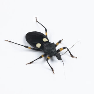 Platymeris biguttatus (Pluskwiak dwuplamy)