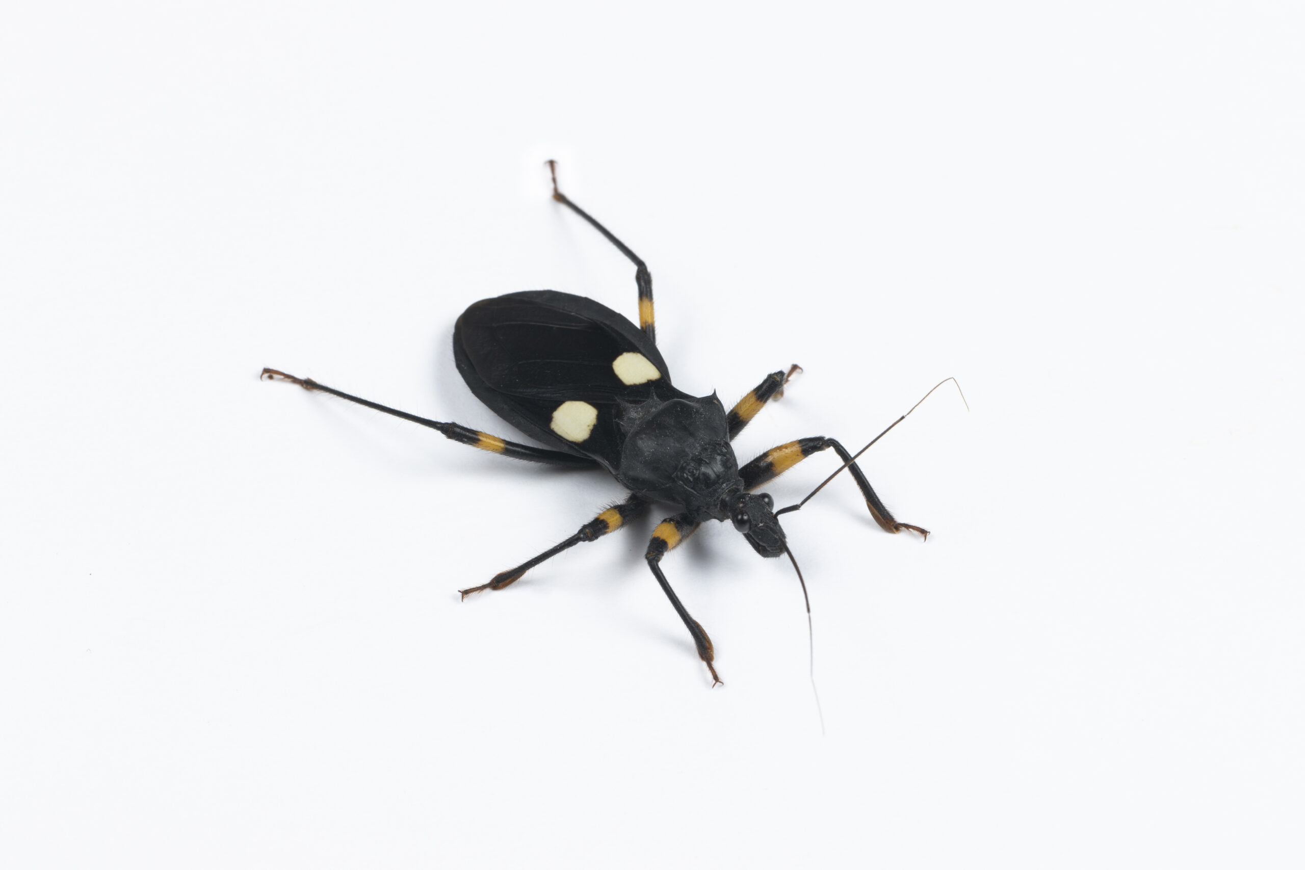 Platymeris biguttatus (Pluskwiak dwuplamy)