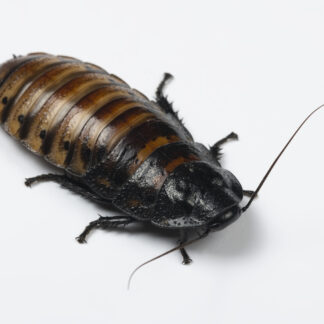 Gromphadorhina portentosa (karaczan madagaskarski)