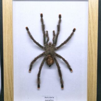 Ptasznik Avicularia metallica - preparat w gablotce