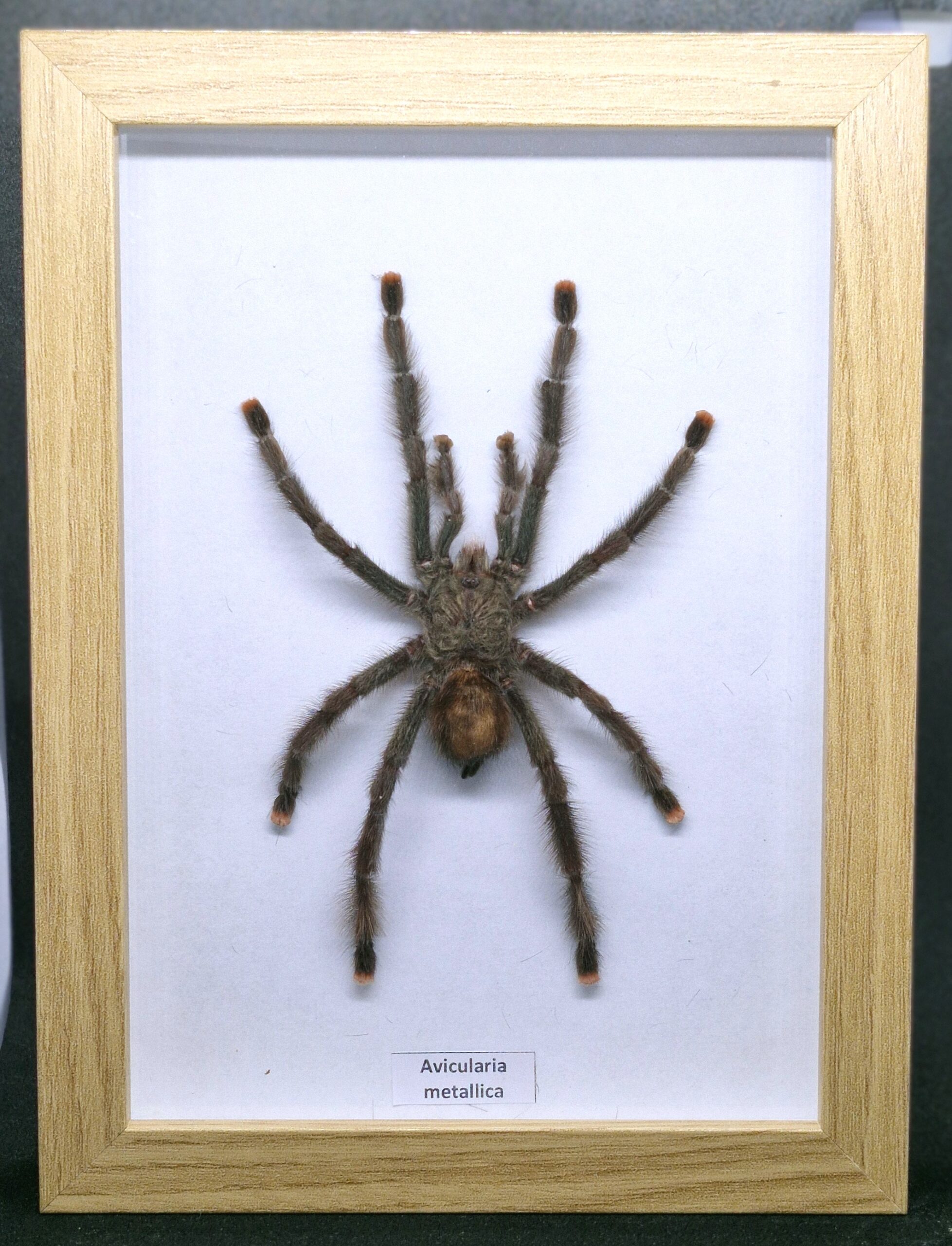 Ptasznik Avicularia metallica - preparat w gablotce