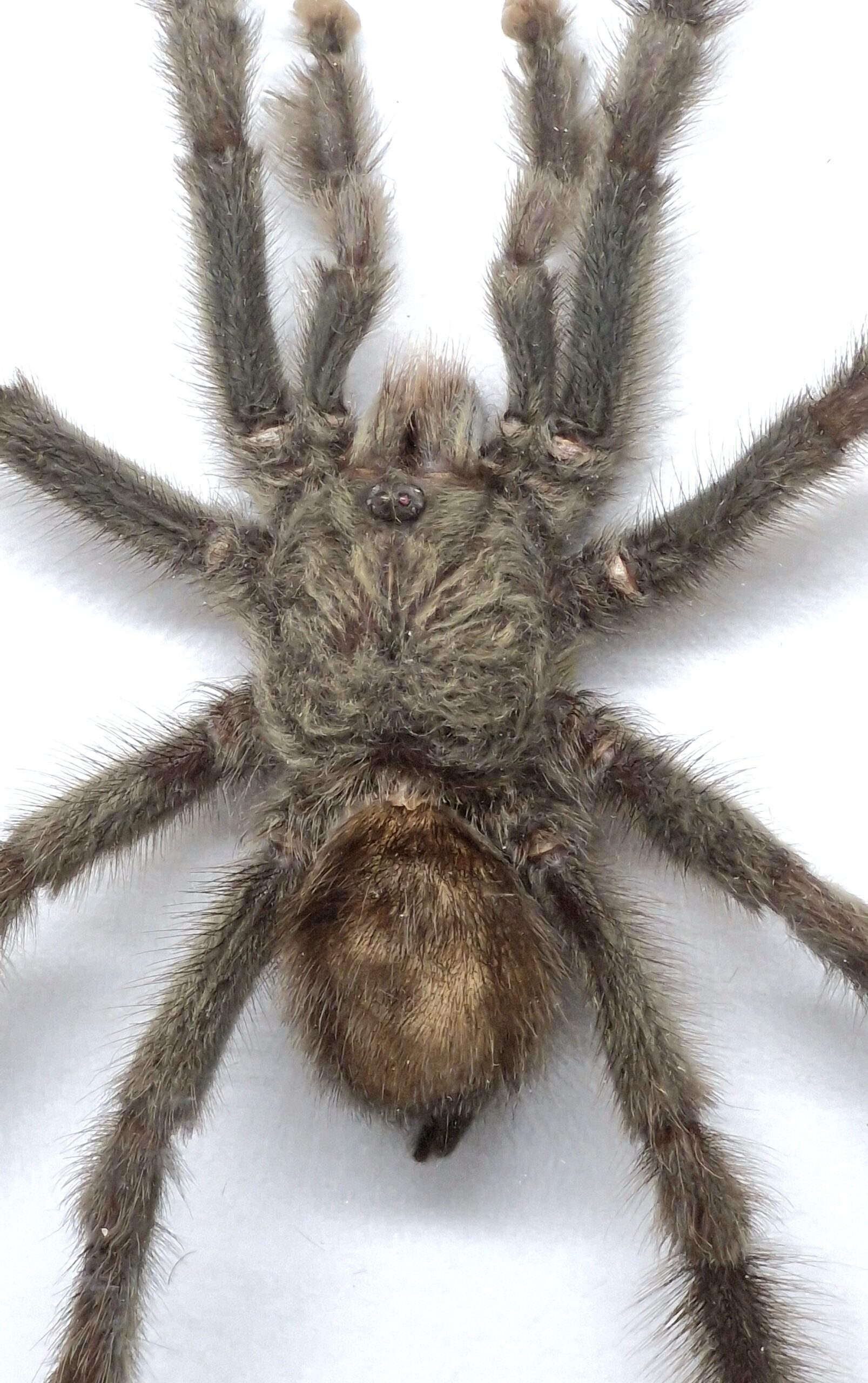 Ptasznik Avicularia metallica - preparat w gablotce - obrazek 3
