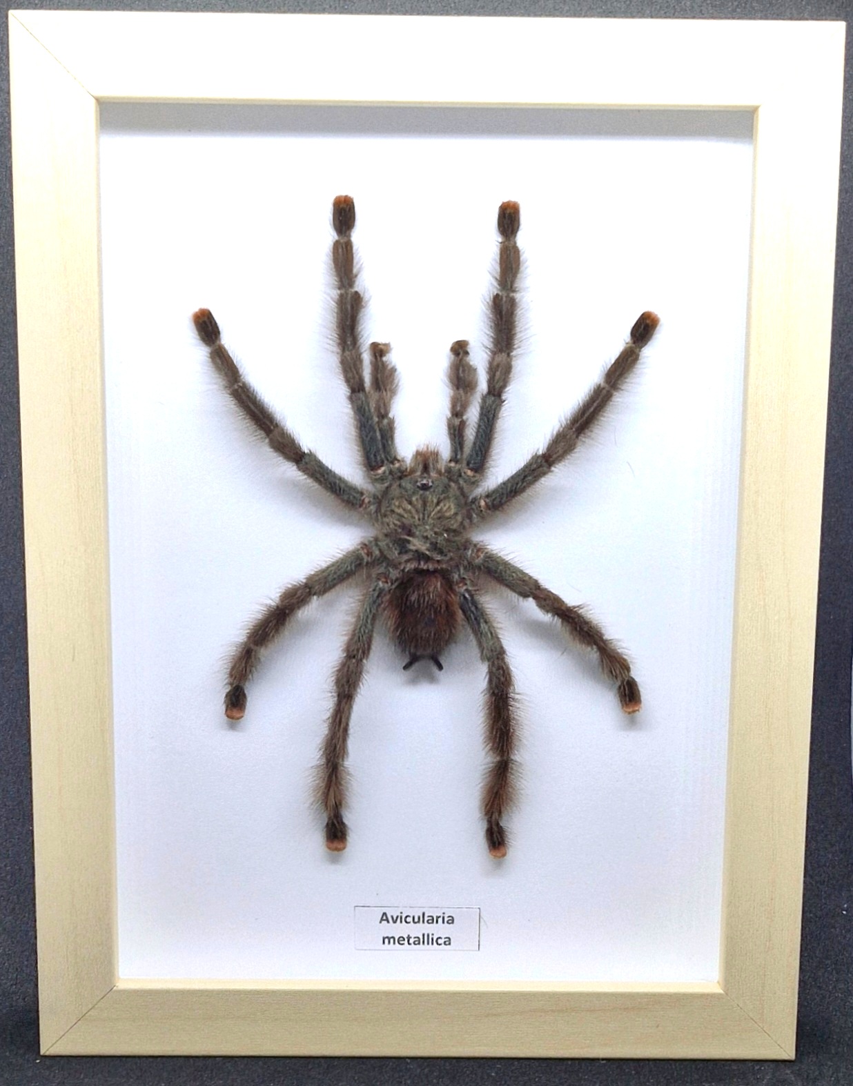 Ptasznik Avicularia metallica - preparat w gablotce - obrazek 4