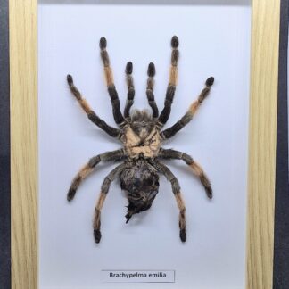 Ptasznik Brachypelma emilia - preparat w gablotce