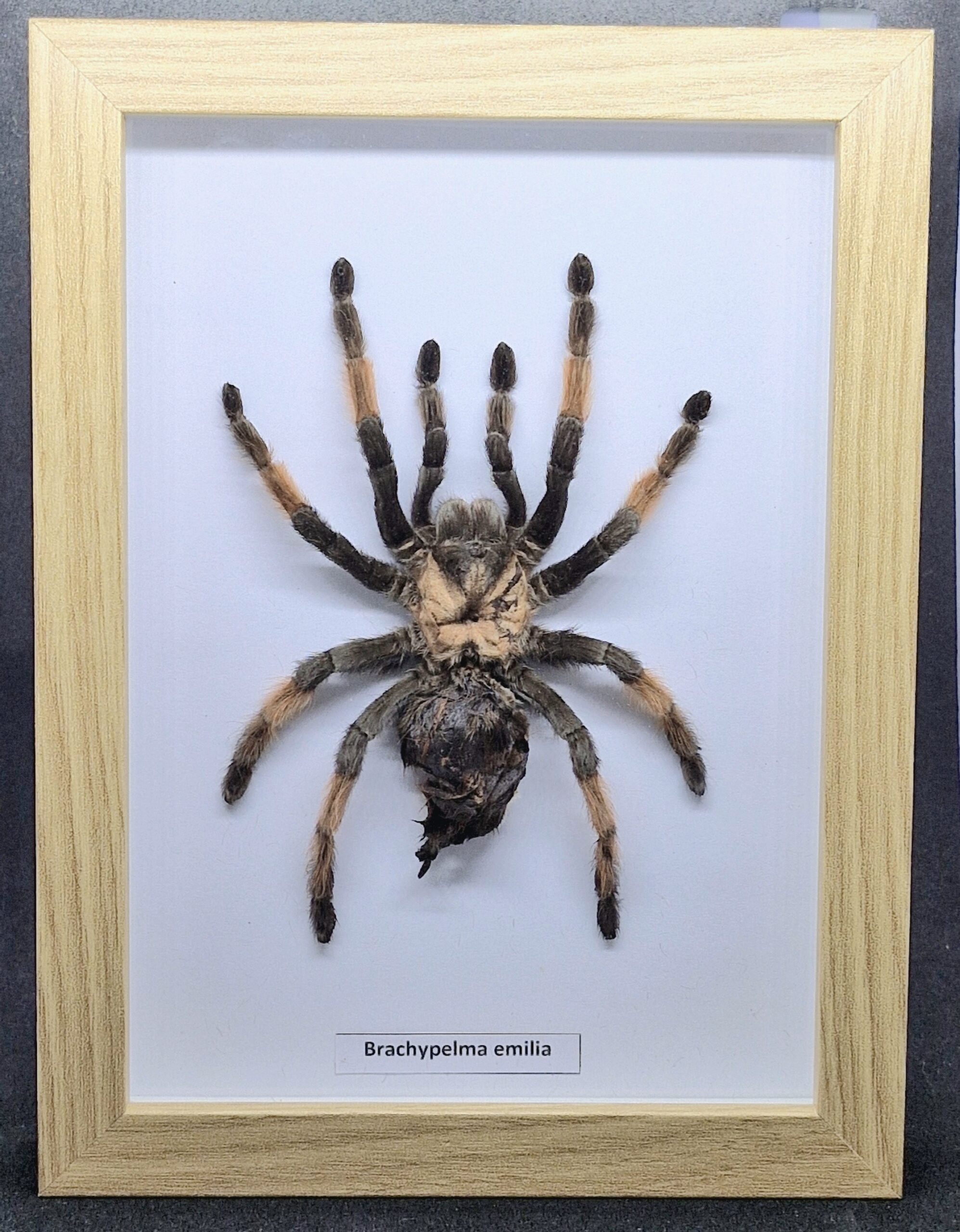 Ptasznik Brachypelma emilia - preparat w gablotce