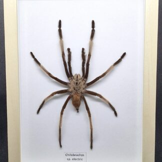 Ptasznik Chilobrachys sp. electric blue - preparat w gablotce