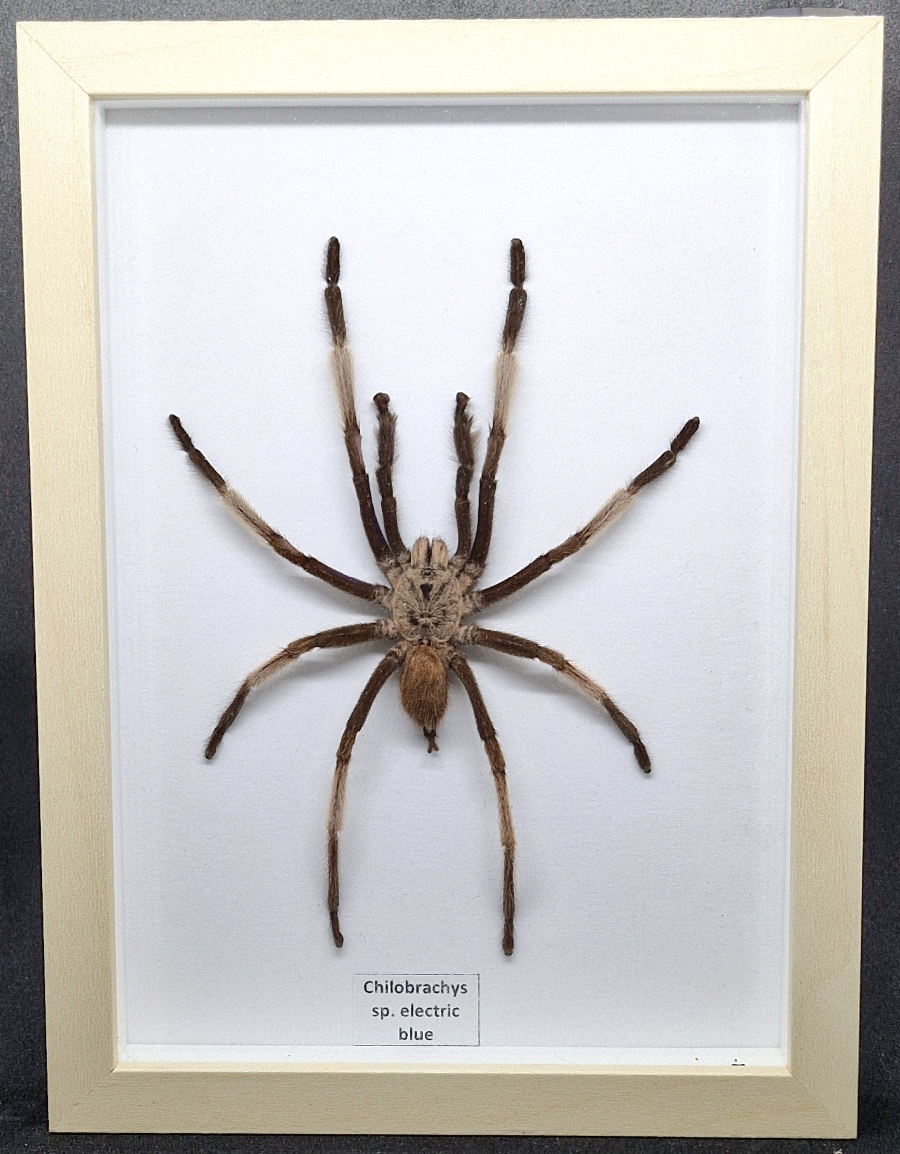 Ptasznik Chilobrachys sp. electric blue - preparat w gablotce