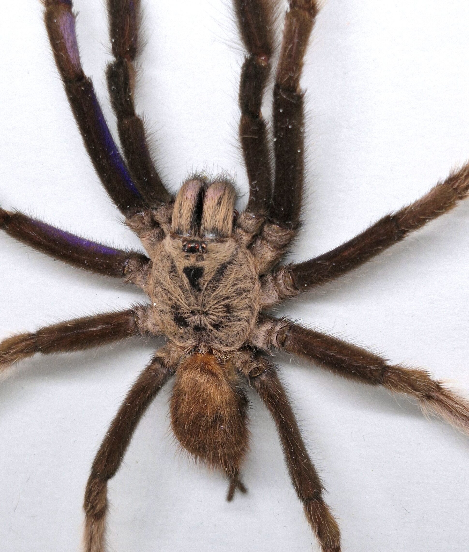 Ptasznik Chilobrachys sp. electric blue - preparat w gablotce - obrazek 3