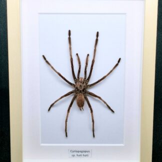 Ptasznik Cyriopagopus sp. hati hati - preparat w gablotce