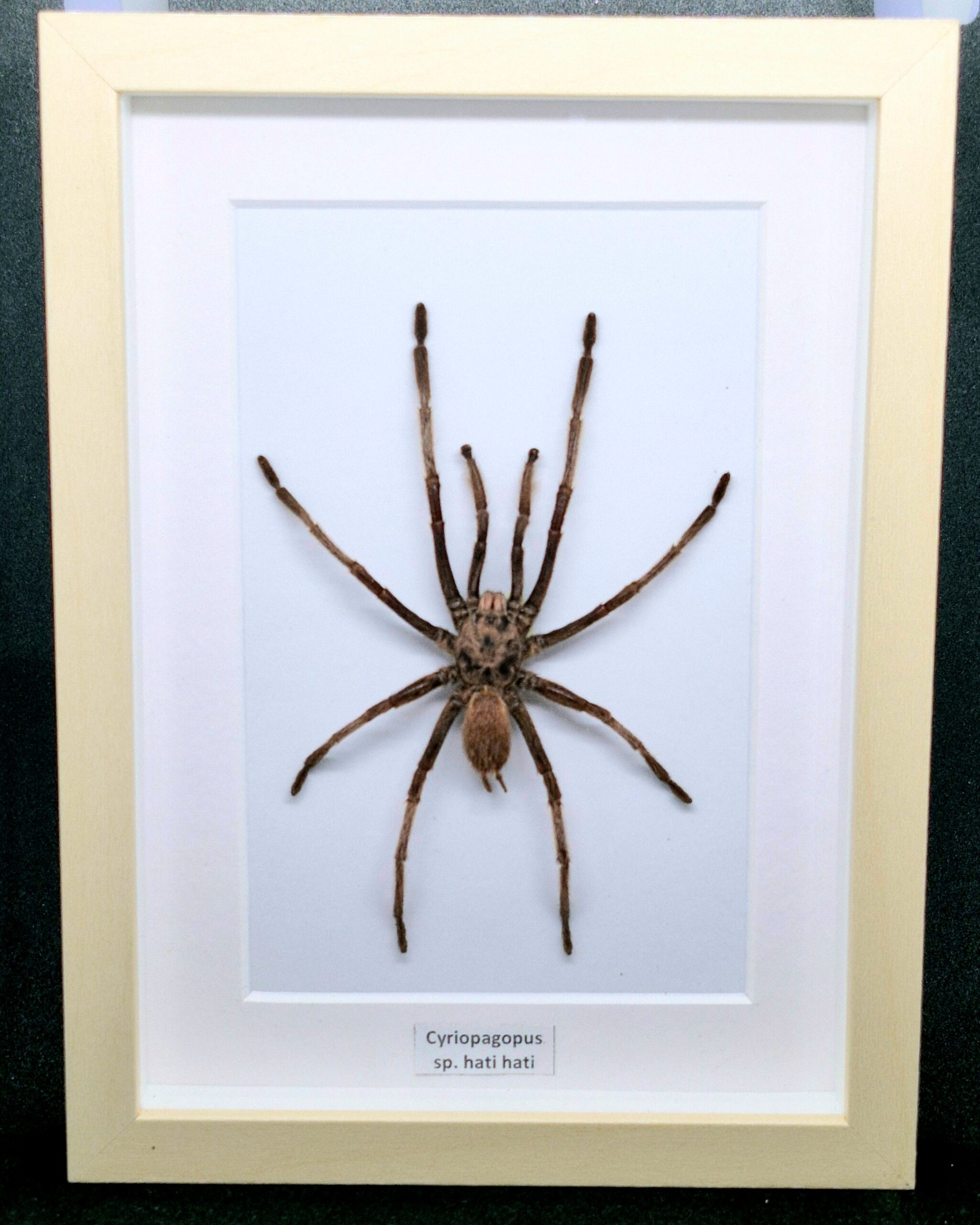 Ptasznik Cyriopagopus sp. hati hati - preparat w gablotce