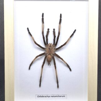 Ptasznik Chilobrachys natanicharum - preparat w gablotce