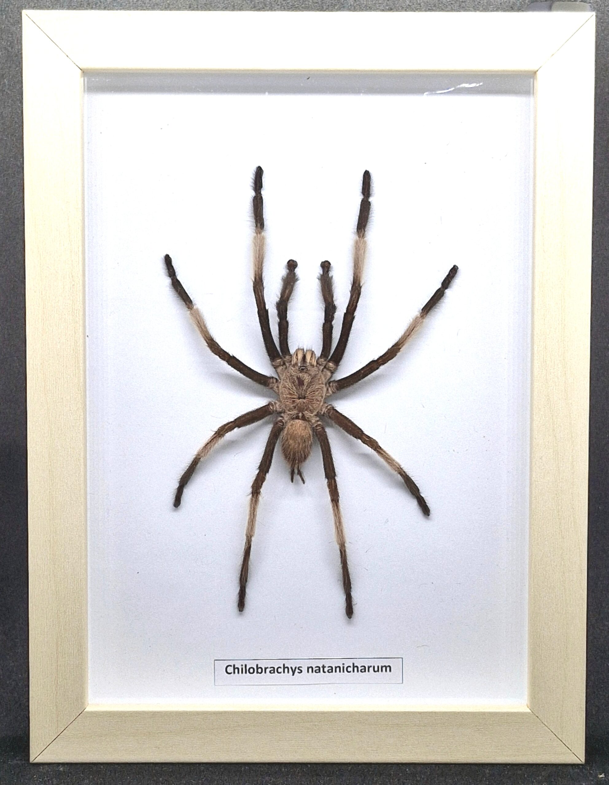 Ptasznik Chilobrachys natanicharum - preparat w gablotce