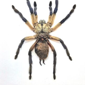 Ptasznik Monocentropus balfouri - preparat w gablotce