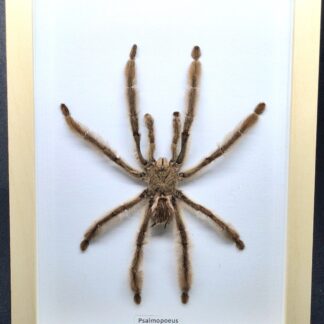 Ptasznik Psalmopoeus cambridgei - preparat w gablotce