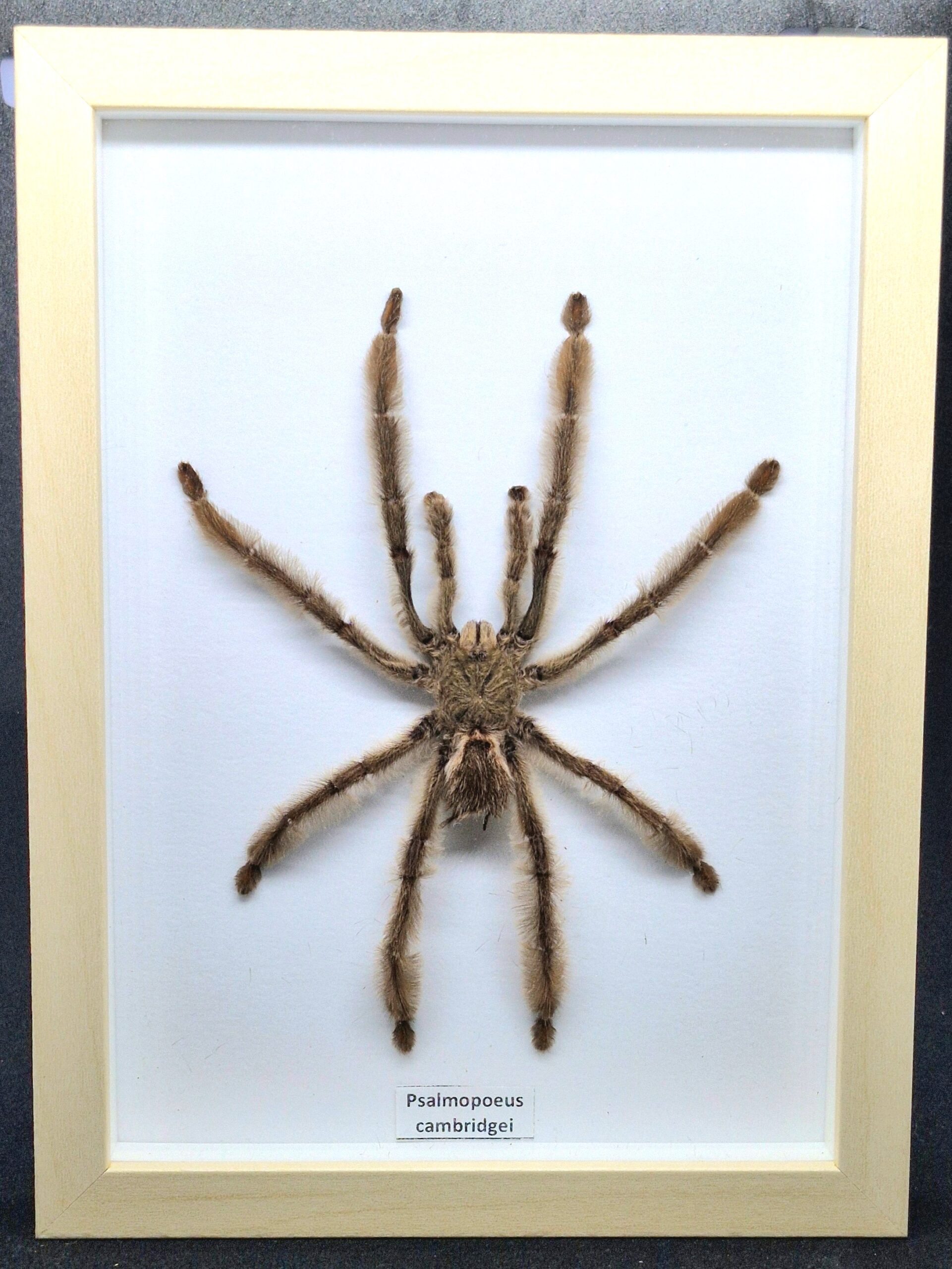 Ptasznik Psalmopoeus cambridgei - preparat w gablotce