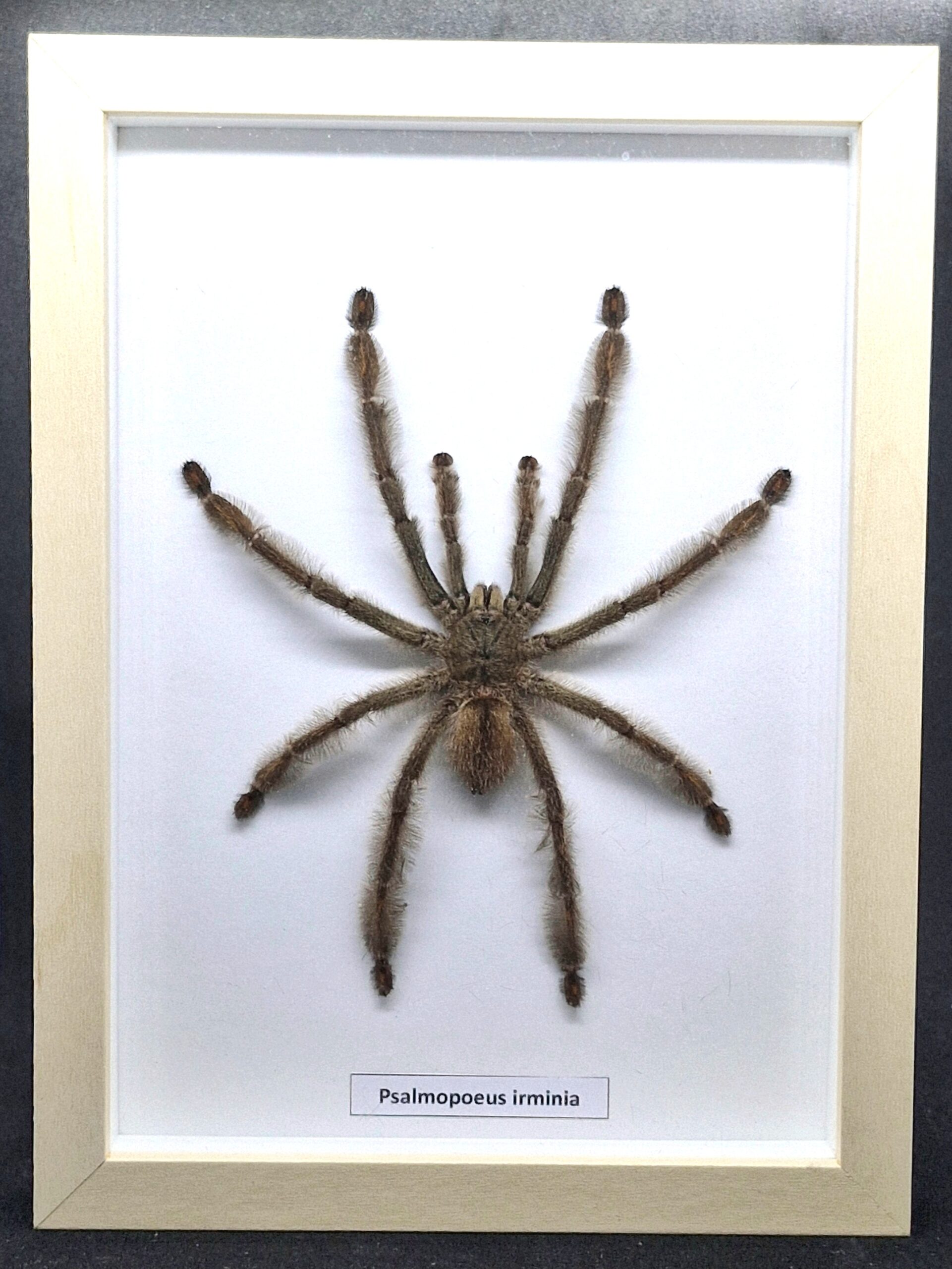 Ptasznik Psalmopoeus irminia - preparat w gablotce - obrazek 3