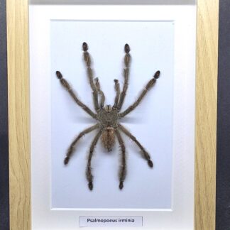 Ptasznik Psalmopoeus irminia - preparat w gablotce