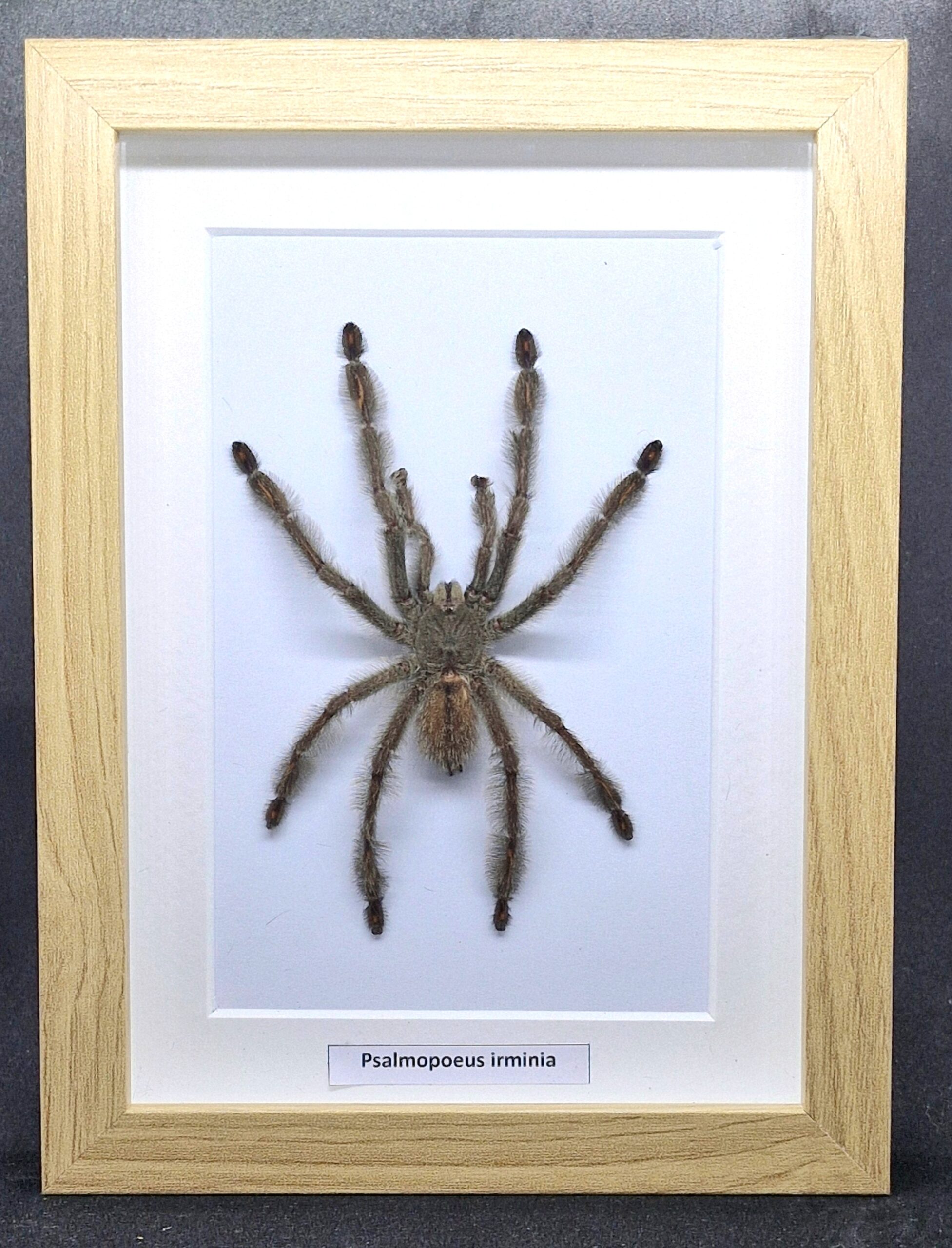 Ptasznik Psalmopoeus irminia - preparat w gablotce