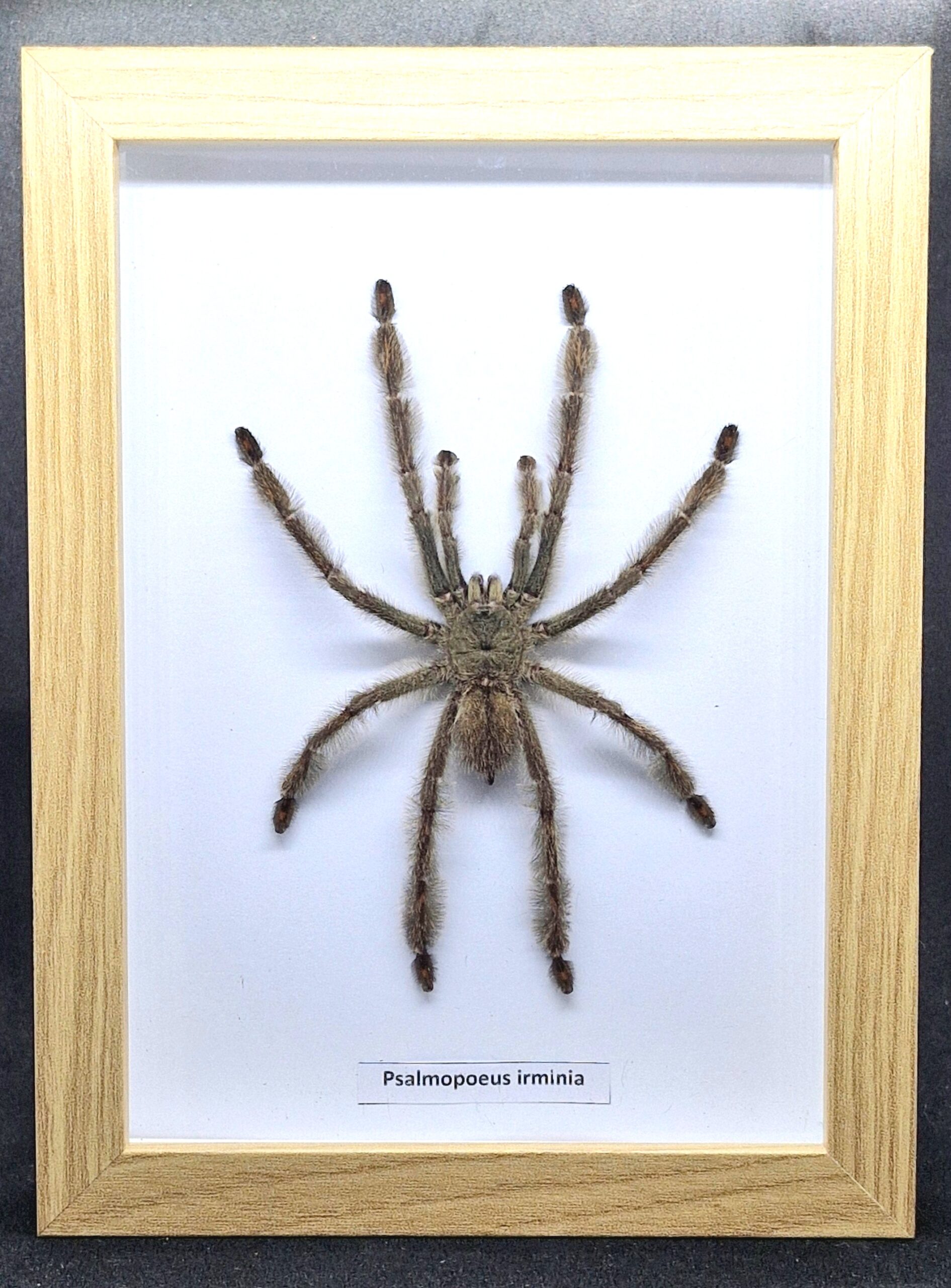 Ptasznik Psalmopoeus irminia - preparat w gablotce - obrazek 4