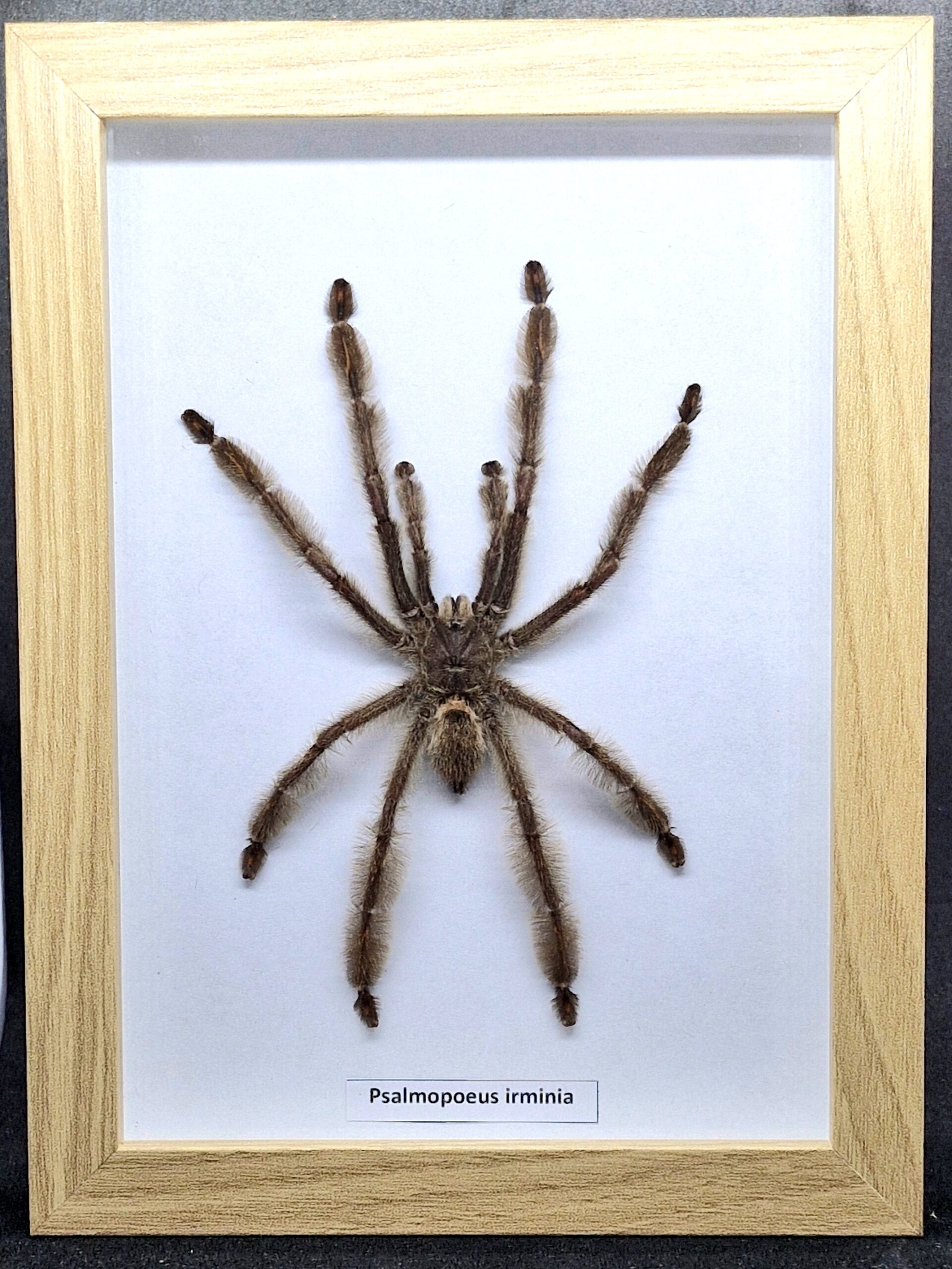 Ptasznik Psalmopoeus irminia - preparat w gablotce - obrazek 5