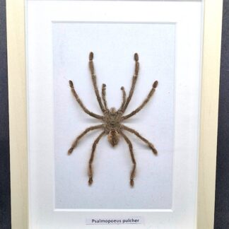 Ptasznik Psalmopoeus pulcher - preparat w gablotce