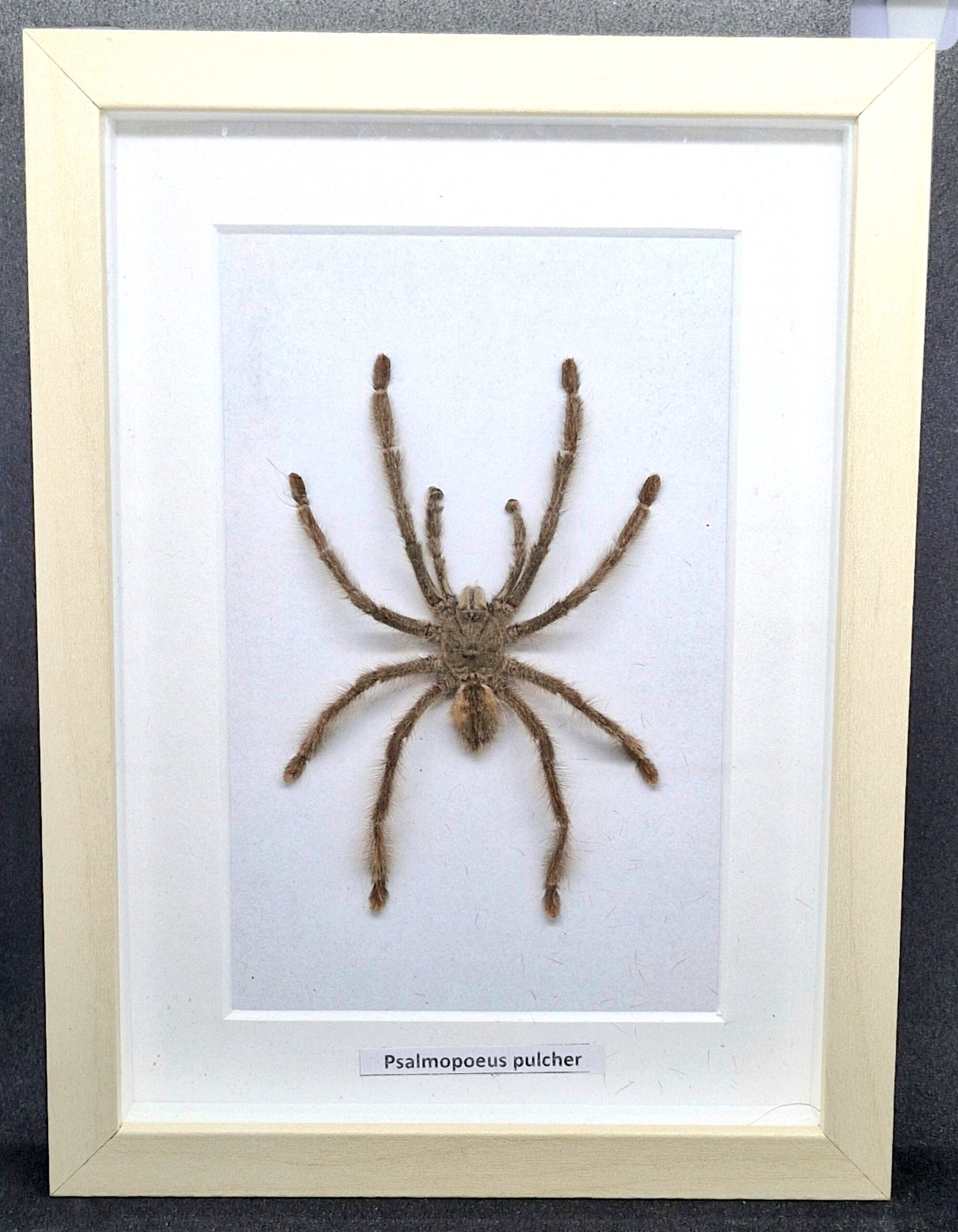 Ptasznik Psalmopoeus pulcher - preparat w gablotce