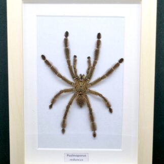 Ptasznik Psalmopoeus reduncus - preparat w gablotce