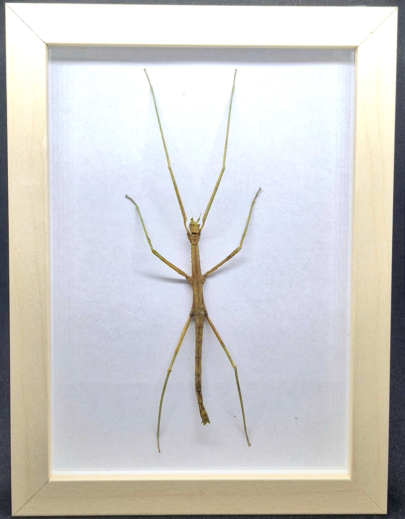 Patyczak Medauroidea extradentata - preparat w gablotce - obrazek 3