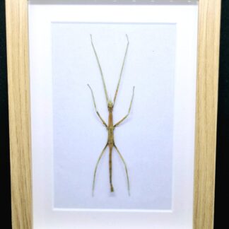 Patyczak Medauroidea extradentata - preparat w gablotce