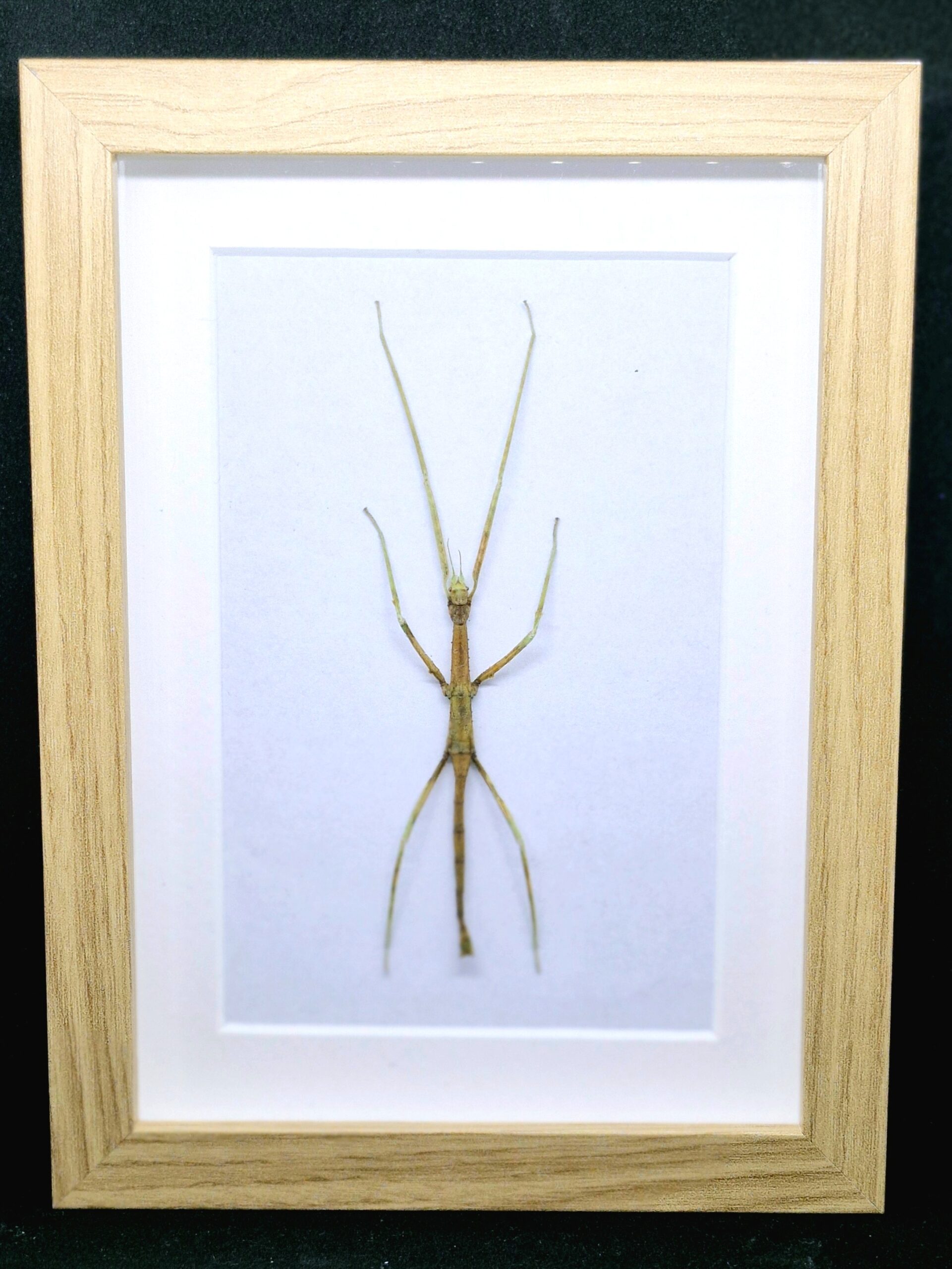 Patyczak Medauroidea extradentata - preparat w gablotce