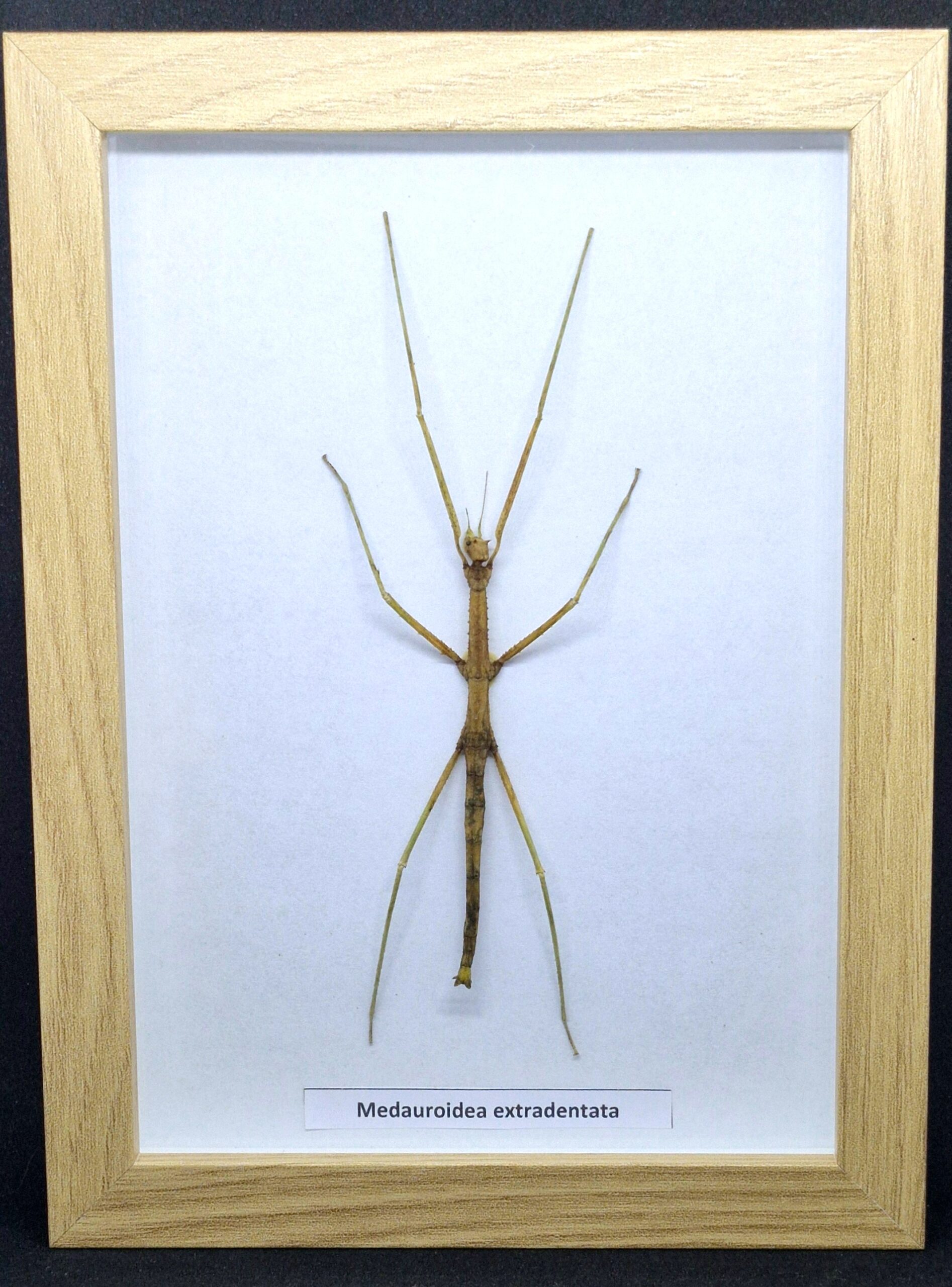 Patyczak Medauroidea extradentata - preparat w gablotce - obrazek 4