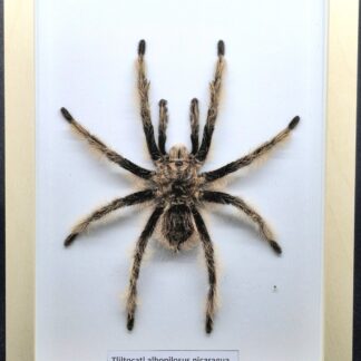 Ptasznik Tliltocatl albopilosus nicaragua - preparat w gablotce